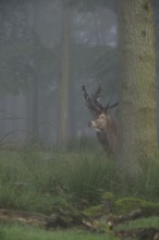 Cautious glances... Red deer (Cervus elaphus) looking out from behind a tree in the deep forest in