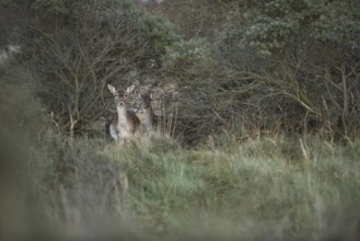 Curious glances... Fallow deer (Dama dama), female fallow deer with offspring, fallow deer with