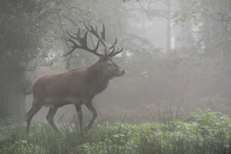 Impressive stag... Red deer (Cervus elaphus) early in the morning in the forest, early autumn fog,