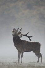 The rutting cry... Red deer (Cervus elaphus), capital red deer on an autumnal meadow in the forest