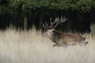 Powerful stag... Red deer (Cervus elaphus) with powerful antlers running across a clearing covered