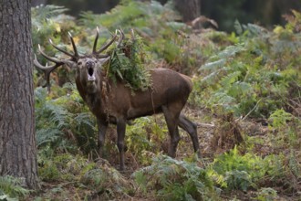 With fervour... Red deer (Cervus elaphus) during the rut, roaring in the forest, fern hanging in