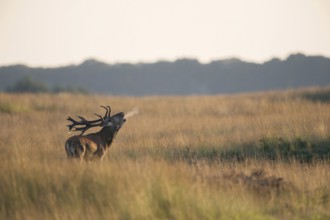 Red deer (Cervus elaphus), rutting stag, roars during the rutting season in typical surroundings,