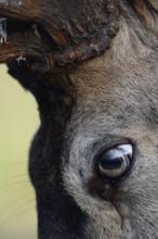 The eye of a red deer... Red deer (Cervus elaphus), close-up, section of the head, of the eyes of a