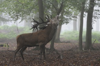 In the middle of the forest... Red deer (Cervus elaphus), strong stag roars on a foggy autumn day