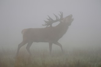 Powerful... Red deer (Cervus elaphus), roaring deer in dense fog, classic, atmospheric deer picture