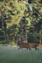 Bachelors among themselves... Red deer (Cervus elaphus), two young male red deer walking together