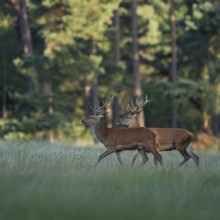 Bachelors among themselves... Red deer (Cervus elaphus), two young male red deer walking together