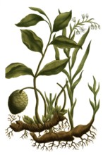 Galanga lampoejang, Thai ginger, Alpinia galanga, syn Maranta galanga, Galanga officinalis species