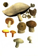 Various fungi, a. Fungus bisculcus, b. Fungus betulaceus, birch sponge, c. Fungus subterraneus, d.