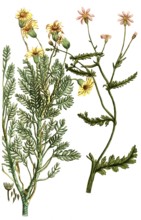 Jacobaea africana, also known as ragwort, is a plant species of the genus Jacobaea in the family