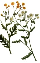 Jacobaea vulgaris, also known as ragwort, is a species of plant in the genus Jacobaea in the