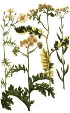 Jacobaea marina, aethiopica, erucae jakobskraut, is a plant species of the genus Jacobaea, ragwort,