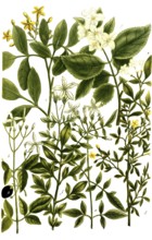 Varieties of jasmine, a. Jasminum album, b. Jasminum catalonicum, c. Jasminum odoratum flavum, d.
