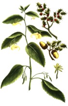 Ilex coccigera, Impatiens balsam, historical, digitally restored reproduction from a 19th century