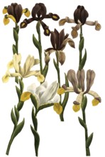 Iris bulbosa, species of iris, iris, plant genus in the subfamily Iridoideae in the iris family,