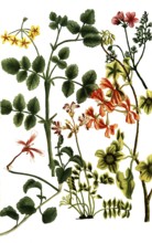 Various species of the cranesbill plant, Geranium Africanum, Historical, digitally restored