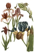 Iris humilis, species of iris, Iris, plant genus in the subfamily Iridoideae in the iris family,