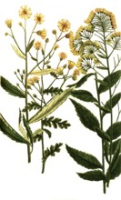 Jacobaea senesionis, palustris, ragwort or ragwort, is a plant species of the genus Jacobaea within