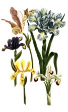 Iris bulbosa, Iris hispanica, species of iris, iris, plant genus in the subfamily Iridoideae in the