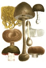 Various fungi, a. Fungus pediculo, b. Fungus campestris inferne ruberns, c. Fungus foeditus, d.