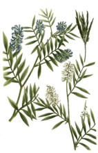 Galega, goat's rue, Galega officinalis, also known as common goat's rue, goat's clover, historical,