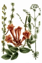 White bedstraw or hedge bedstraw, Gallium album, liteum and Gelsemium indicum, Indian gentian,