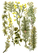 Various species of broom, a. Genista africana, b. Genista hunulis argenta, c. Genista spinosa