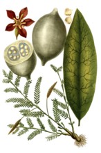 Right: Jenipapo tree, Genipa americana, syn. Genipa americana var. caruto, a plant species in the