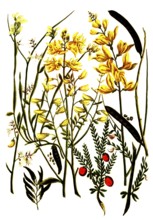 Various species of the genus broom, Genista, historical, digitally restored reproduction from a
