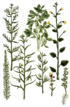 Saltwort, Kali aizoides canariense, fructicosum minus, minus album, spinosum, vermicularis. Ketmis