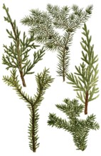 Juniperus, Juniper, Historical, digitally restored reproduction from a 19th century original