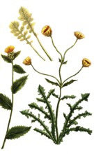 Variations of the knapweed, a. Jacea spinosa, b. Jacea gretica, c. Jacea laciniata, historical,