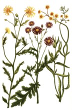 Variants of the ragwort or ragwort, a. Jacobaea africana flore aureo, b. Jacobaea africana