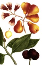 Jambus javanensis, fructu sanguineo, ceramensis fructo luteo, Tambiesen, Historical, digitally