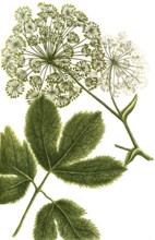 Masterwort, Peucedanum ostruthium, also known as Emperorwort or Ostruz, historical, digitally