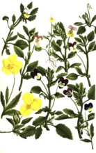 Different types of pansy, Viola tricolor, Historical, digitally restored reproduction from a 19th