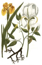 A. Ipecacuannha, ipecac, b. Iris palustris lutea syn Acorus adulterinus, c. Iris alba florentia,