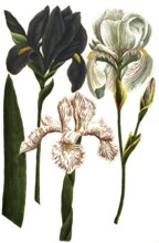 A. Iris coerulea, b. Iris latifolia candida, c. Iris dalmatia major, historical, digitally restored