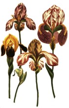 Iris latifolia, species of iris, iris, plant genus in the subfamily Iridoideae in the iris family,