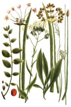 A. Isatis sive glastum, b. Jujuba zizypha, c. Junacus aquaticus maximus, d.Junicus aquaticus minor,