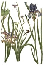 Iris prunum, Iris tenuifolia, Iris phalangoides, Iris graminea, species of iris, Iris, plant genus