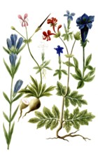 Various species of gentian, a. Gentianella alpina angustifolia, b. Gentianella alpina verna minor,
