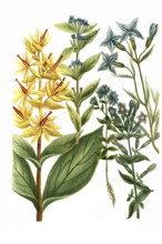 Gentian, various plants of the genus Gentiana, Gentiana cruciata, major lutea, pratensis,