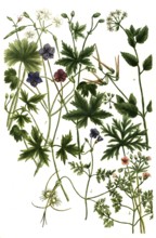 Various species of geranium, a. Geranium althaea, b. Geranium apulum odorum, c. Geranium