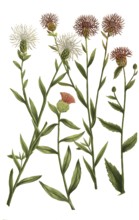 A. Jacea nigra pratensis, knapweed, b. Jacea nigra pratensis latifolia, c. Jacea nigra vulgaris