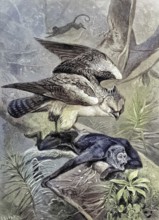 Sparrows, Accipiter nisus, being attacked by a Chamek monkey, original drawing by C. von