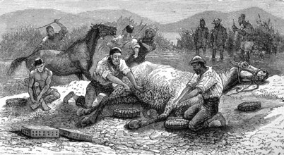 Catching leeches with a horse, illustration from 1894, reproduction, digitally enhanced, historical