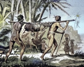 Transport of a live pig to market in New Guinea, Agriculture, Natives, Illustration from 1894,