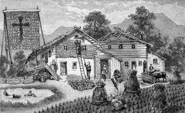 Harvest of corn, corn, in the Bavarian Alps, Bavaria, Germany, bundle of stalks and hanging